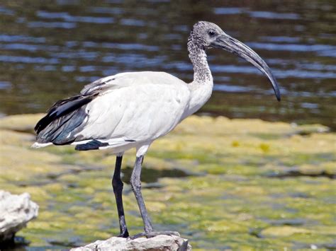 African Sacred Ibis - eBird