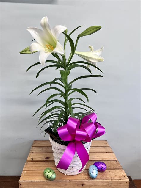 How Many Times Will An Easter Lily Bloom at Michael Wing blog