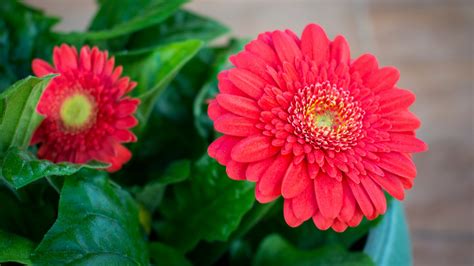 Gerbera Daisies: Planting, Growing, and Caring for Gerbera Flowers ...