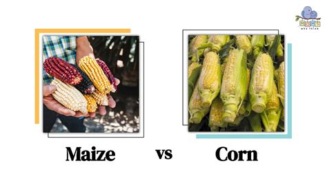 Maize vs Corn: Similarities and Differences
