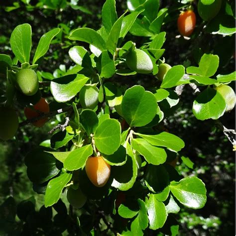 Wild Apricot Fruit Plant (Dovyalis zeyheri) – veliyathgardens
