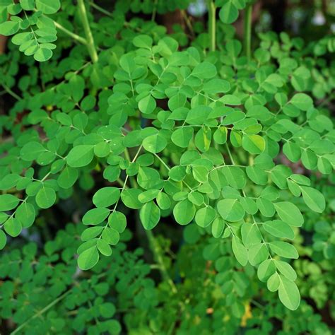 Moringa Plant Leaves