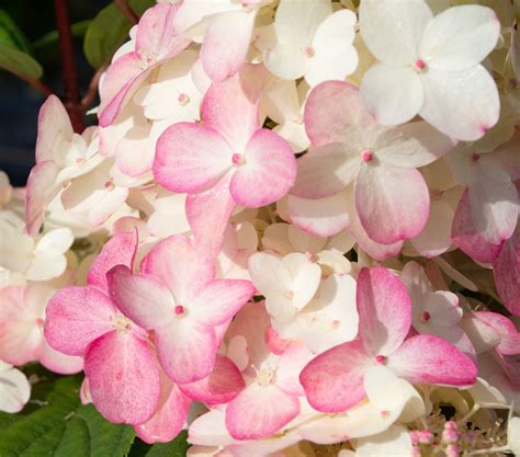 Rispenhortensie Fire Light ® - Hydrangea paniculata Fire Light ...