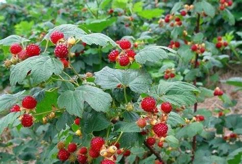 树莓种植亩收入达5000元以上，收获经济和生态双效益！_药材_371种养致富网