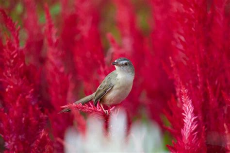 Close-up of bird perching on plant | Premium Photo