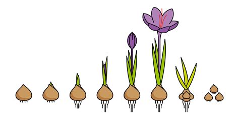 All About Growing Saffron from Crocus Sativus Bulbs - Farmer Gracy