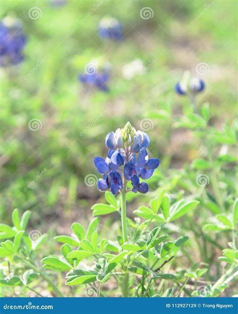 Close-up of Bluebonnet the State Flower of Texas, USA Stock Image ...
