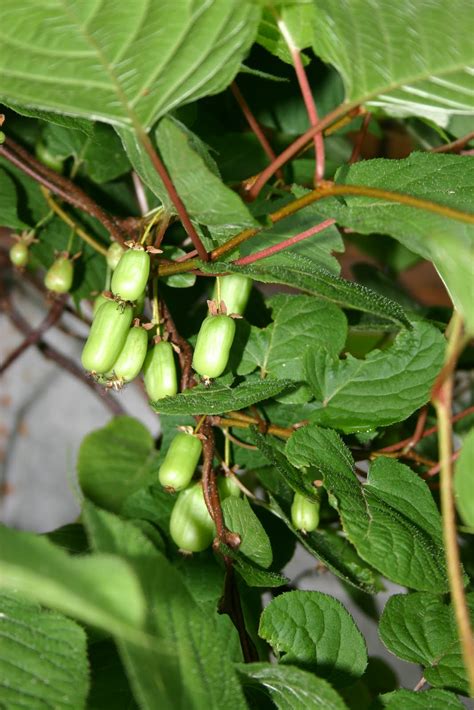 Mini Kiwi Siberiano (Actinidia Kolomikta) - Kit 2 Piante (Maschio E Femmina) Per Giardino O Vaso, Resistenti Fino A -30°C