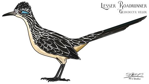 Lesser RoadRunner 的图像结果