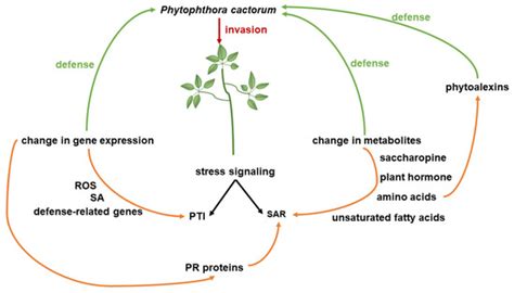 Integrated Metabolome and Transcriptome Analysis Unveils the Underlying ...