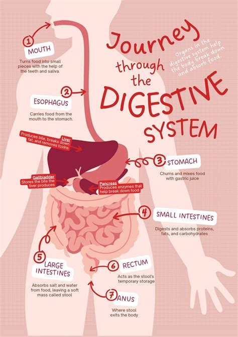 Image result for Digestive System Theme
