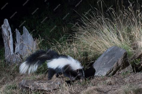 Premium Photo | Black and white skunk