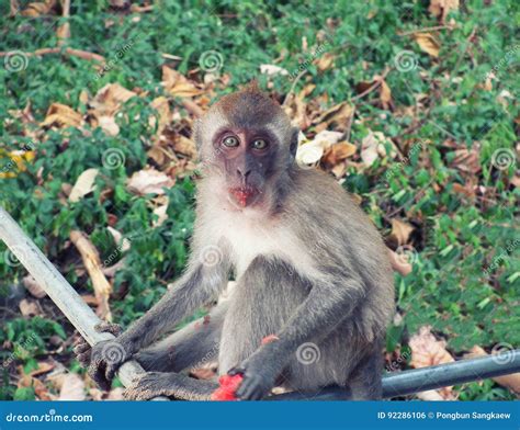 Monkey eating watermelon stock photo. Image of watermelon - 92286106