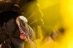 When Is NC Turkey Season? | HuntWise