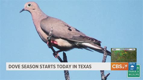 Dove season starts Sept. 1 in Texas | cbs19.tv