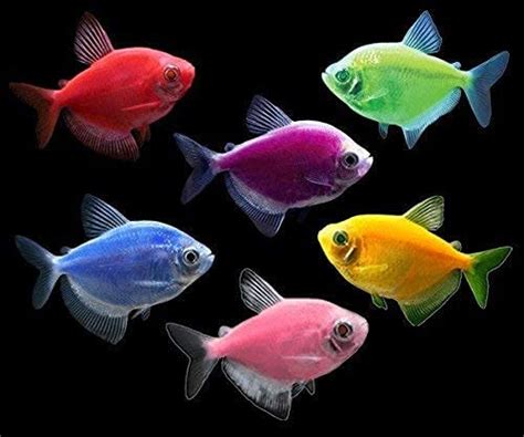 Combo of any 5 colors in one pack ( 5 color fishes ) each 1 piece