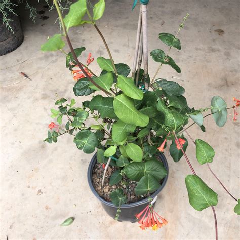 Peaches and Cream Honeysuckle - Lonicera periclymenum 'Inov 86 ...