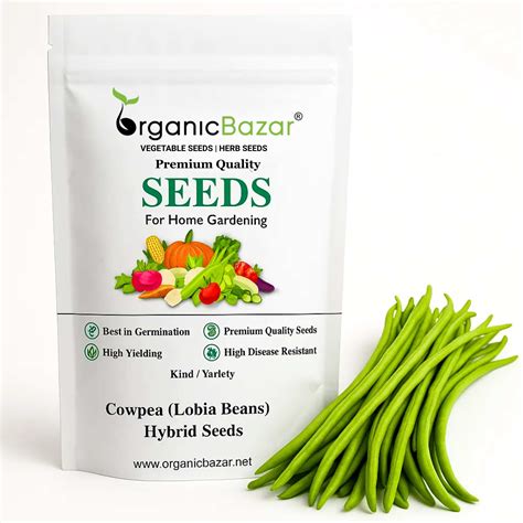 Cowpea (Lobia Beans) Hybrid Seeds - 50 Seeds (Barbati/ लोबिया/बरबटी के