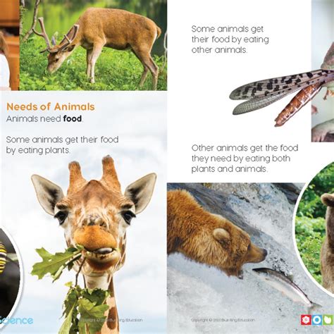 How Do We Call Animals That Eat Plants And Animals at Mike Fahey blog