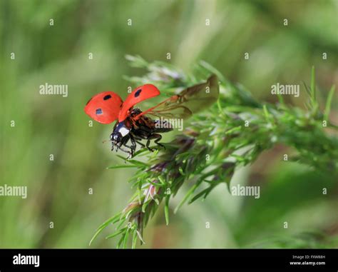 Image result for Ladybug Insect Flying