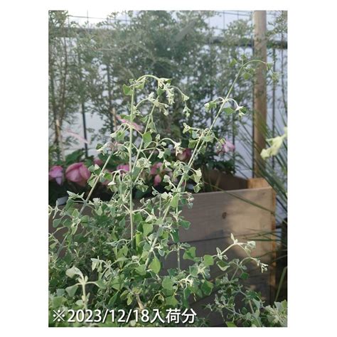 Rhagodia hastata | Seeding