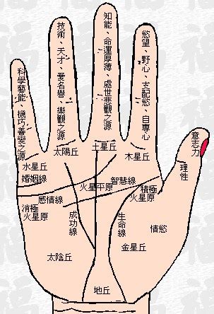 教你怎么用手掌纹算命 教你怎么看手相算命_第二人生