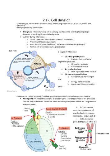 Free Science Lessons Cell Division 的图像结果