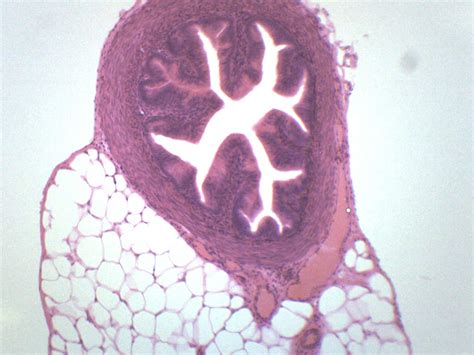 Fallopian Tube, Cross Section - Prepared Microscope Slide - 75 x 25mm ...