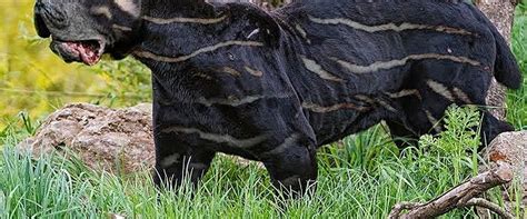 Image result for Rarest Dogs