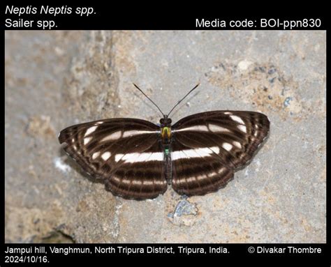 Neptis spp. | Butterfly