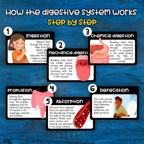 Digestive Process for Kids 的图像结果