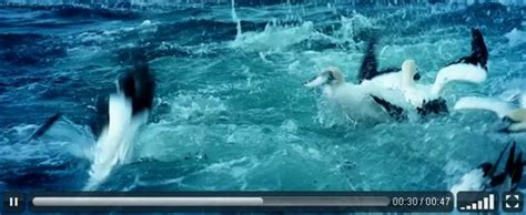 JavaScript Full Video 的图像结果