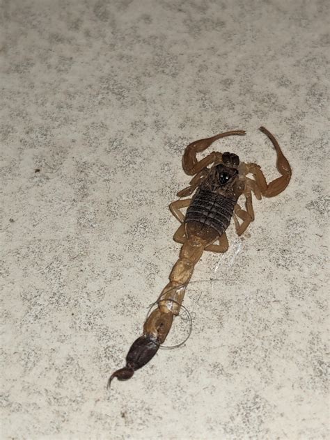 Found this dead scorpion in my house. Is it venomous? : r/Scorpions