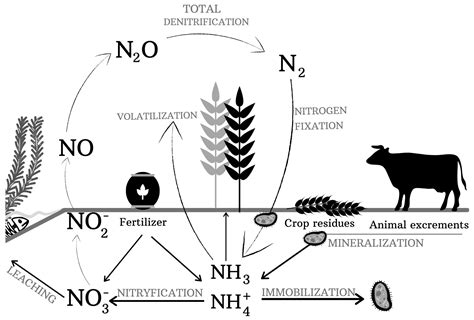Ammonification Definition