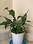 CAPPL Easy Grow Peace Lily Plant (Spathiphyllum) Air Purifying Live ...