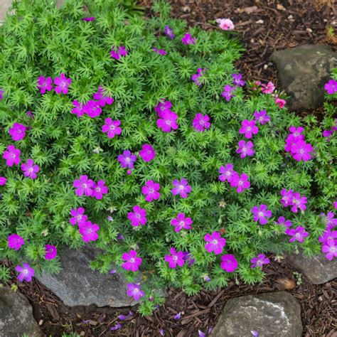 Growing Hardy Geraniums - The Ultimate Flowering Perennial!