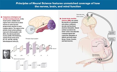 Principles of Neural Science, Sixth Edition eBook : Kandel, Eric R ...