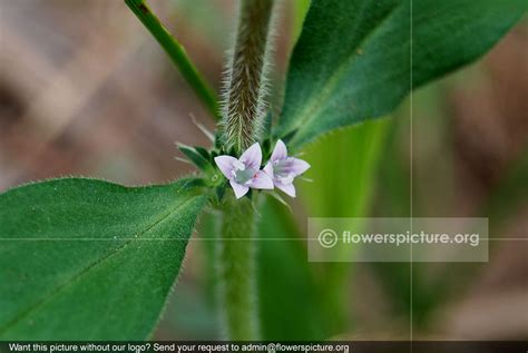 Spermacoce articularis | Bristly buttonweed | False buttonweed