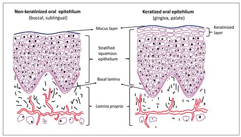 Stratified Squamous Epithelium Non Keratinized Mouth