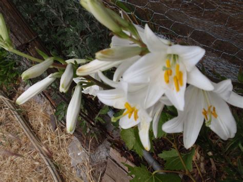 vara de san jose - Handy Made For