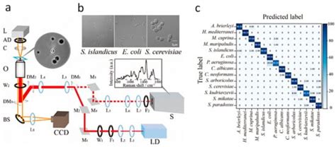 A Review of Raman-Based Technologies for Bacterial Identification and ...