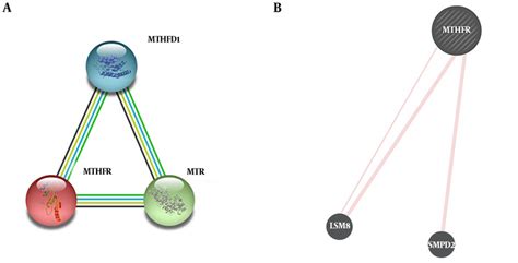 Image result for STRING Protein Interactions