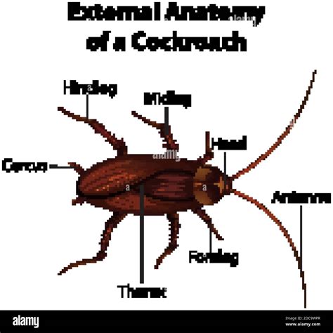 Dissection of Cockroach 的图像结果
