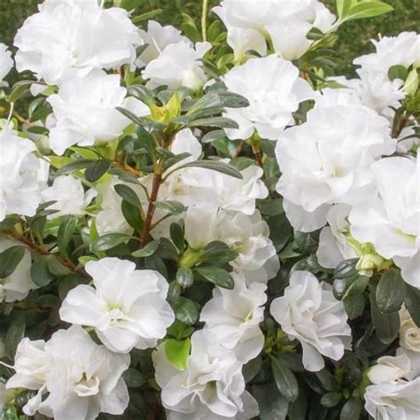 Athidhi Garden White Double Azalea Flower Live Healthy Plant : Amazon ...