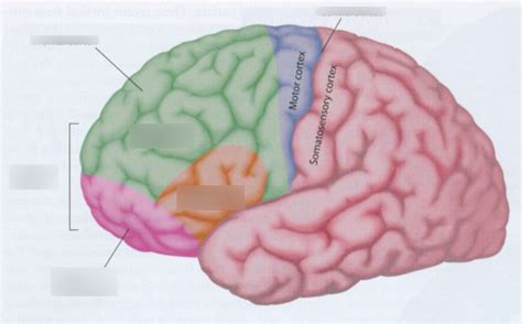 Image result for Frontale Cortex