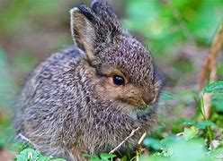 Image result for Baby Hare