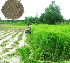 SeedLife Daincha Seeds - King of Natural Green Manure Seed Price in ...