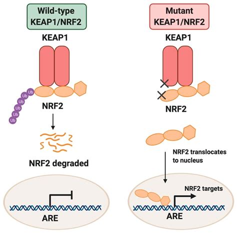 Dissecting the Crosstalk between NRF2 Signaling and Metabolic Processes ...