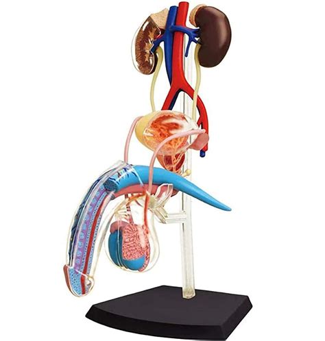 Image result for Male Reproductive System Anatomical Model