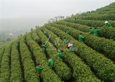 浙江安吉：采摘白茶-人民图片网